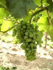 Grüner Veltliner